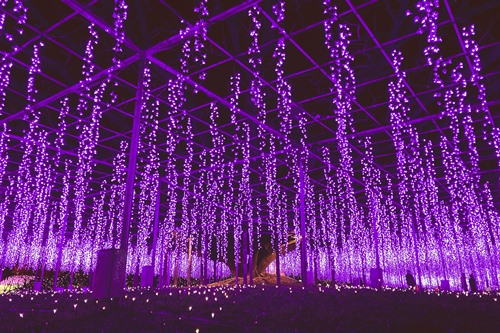 栃木県 あしかがフラワーパーク 