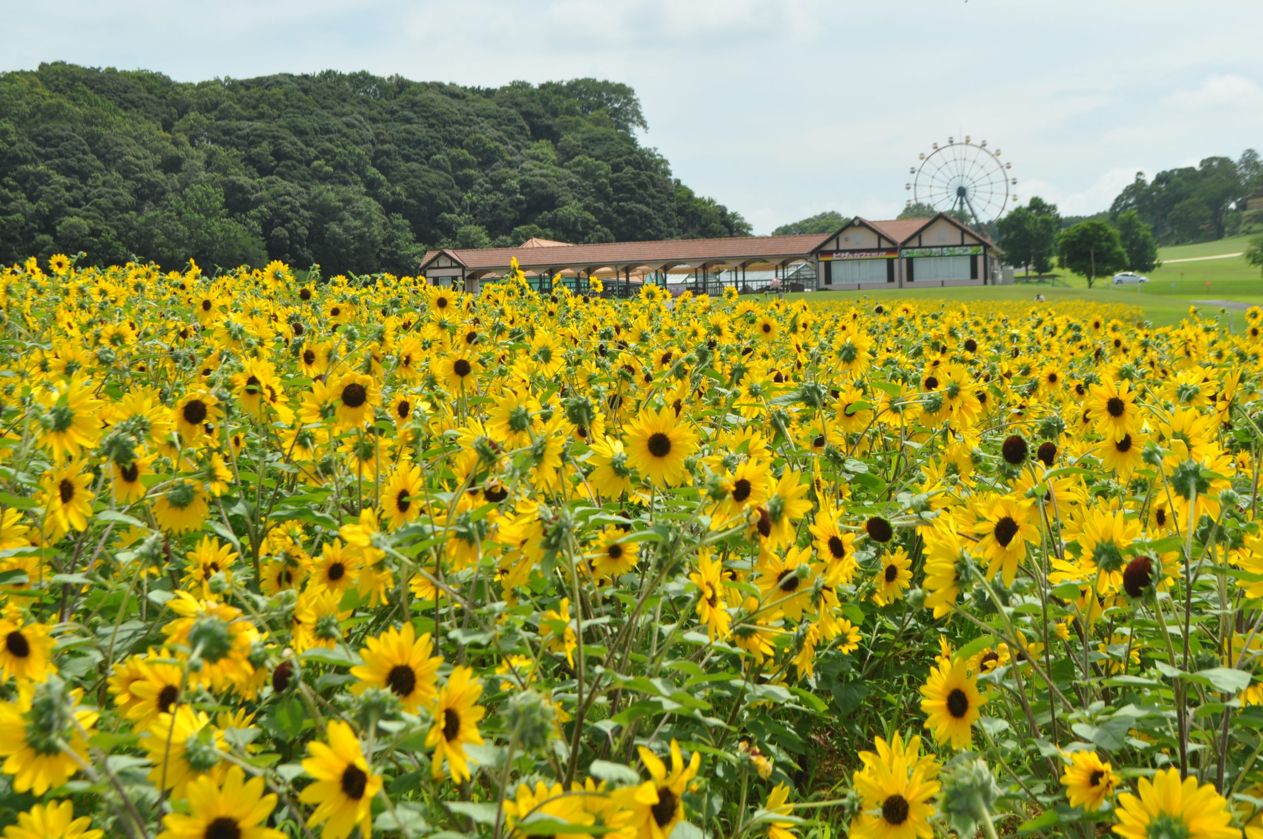 東京ドイツ村