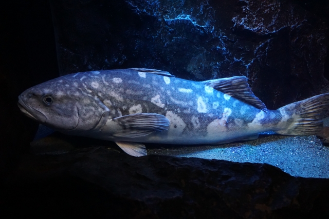 沼津港深海水族館