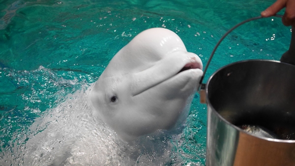 名古屋港水族館