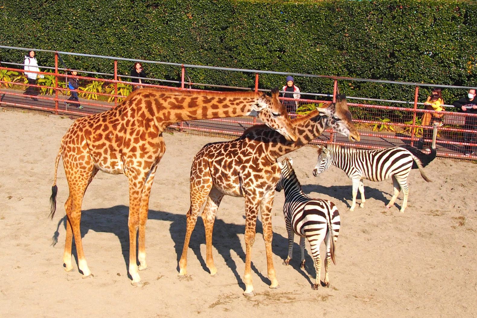 宮崎市フェニックス自然動物園