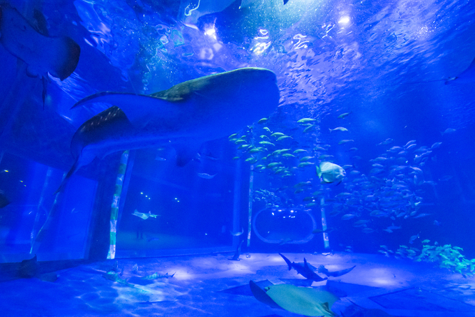 のとじま水族館 