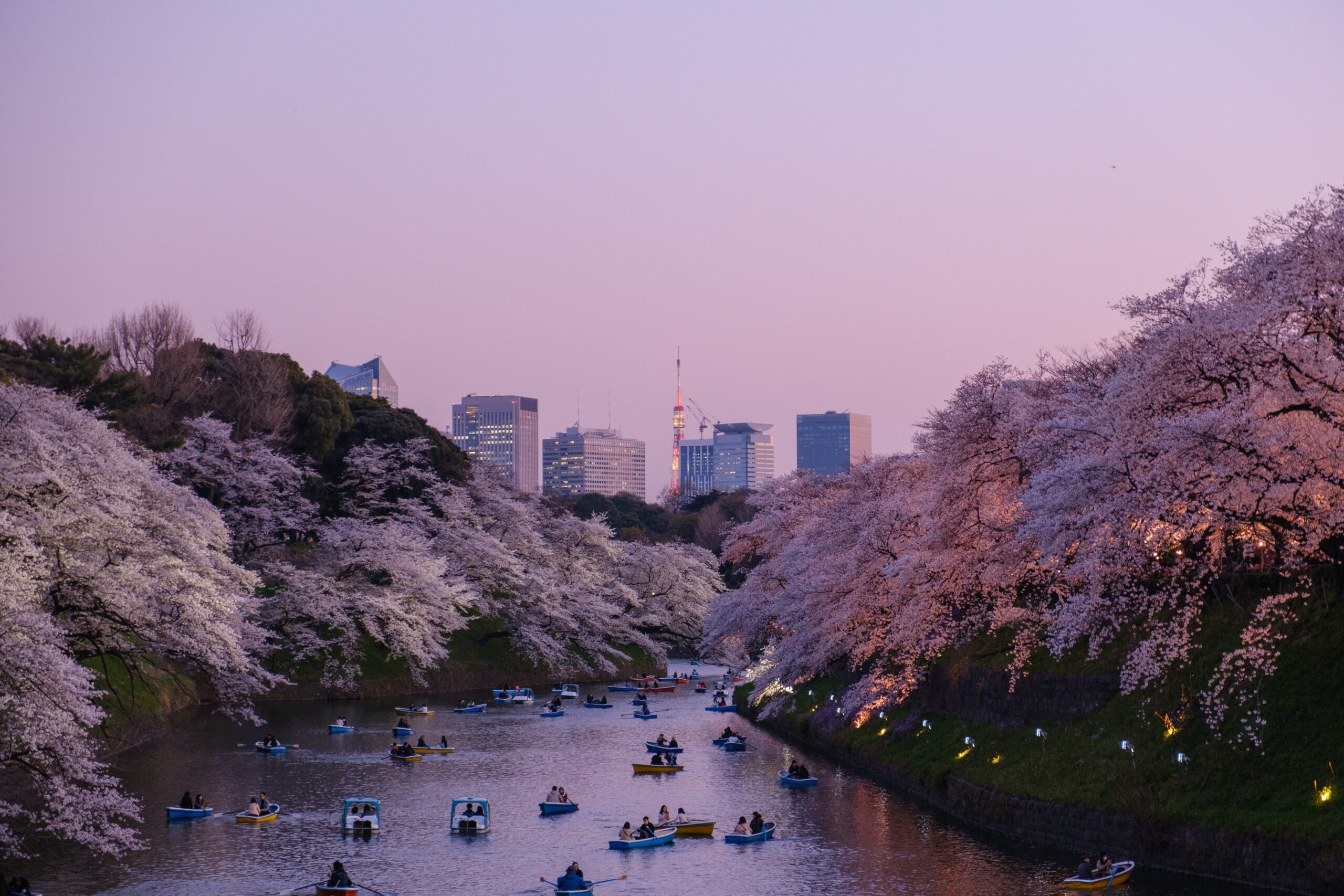 東京　桜