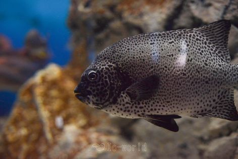 いおワールドかごしま水族館