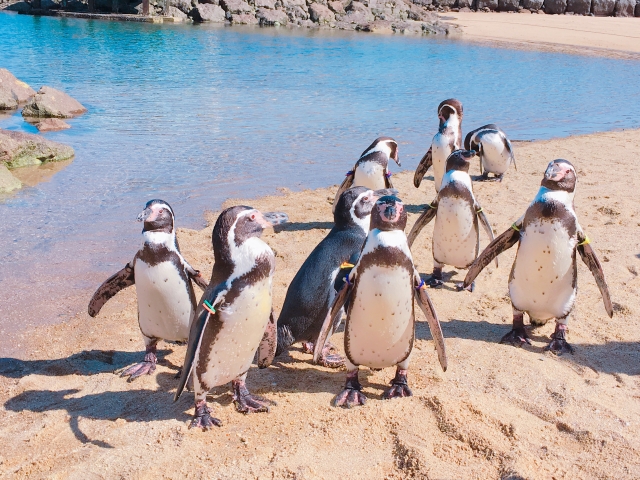 長崎ペンギン水族館